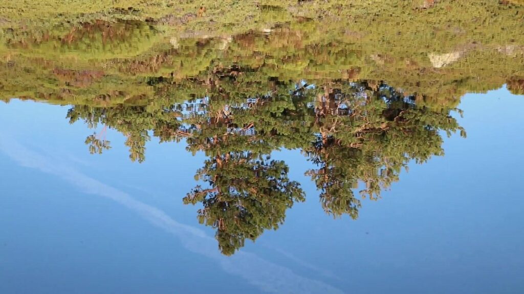 fotograma del videoclip "El Río" con imagen del bosque donde se rodó al revés